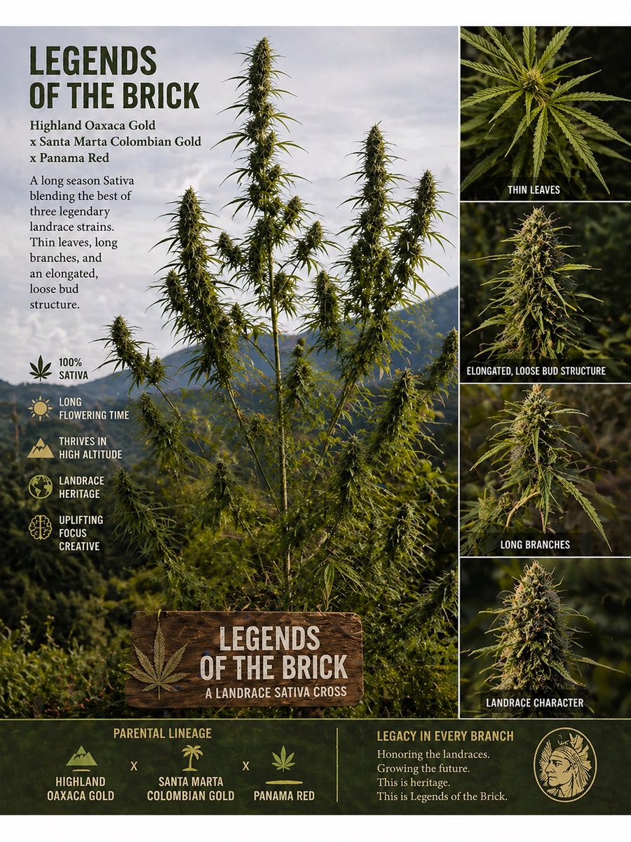 NorStar Genetics tweet media