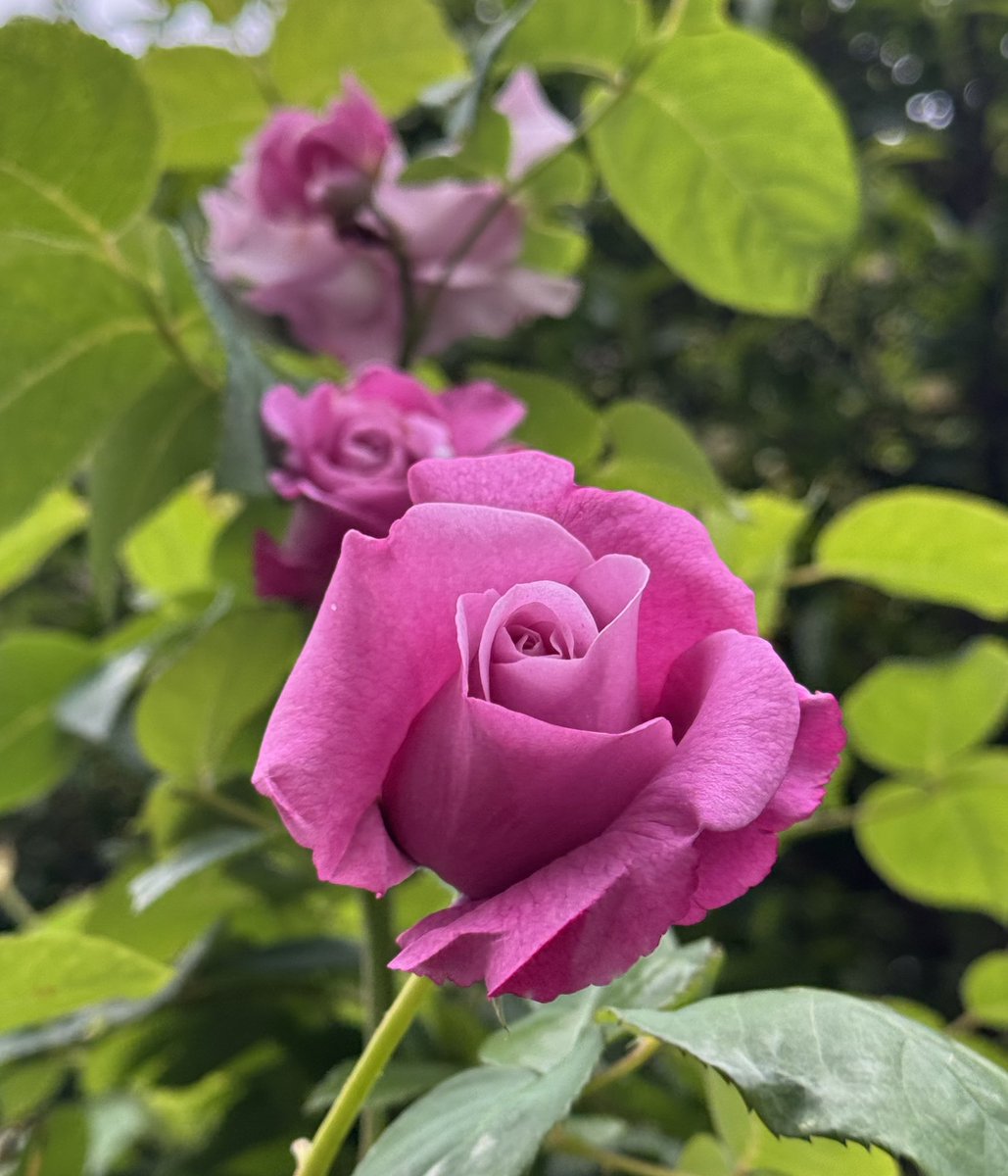 c_fn78's tweet photo. おはようございます。
5月は雨の朝で始まりました。
1年の3分の1が終わってしまいましたが、残る3分の2も穏やかに過ごせます様に。
ご近所でバラの花が咲き始めました🌹 https://t.co/NZP1f2npAc