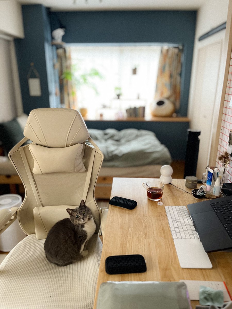 MEG THE CAT tweet media