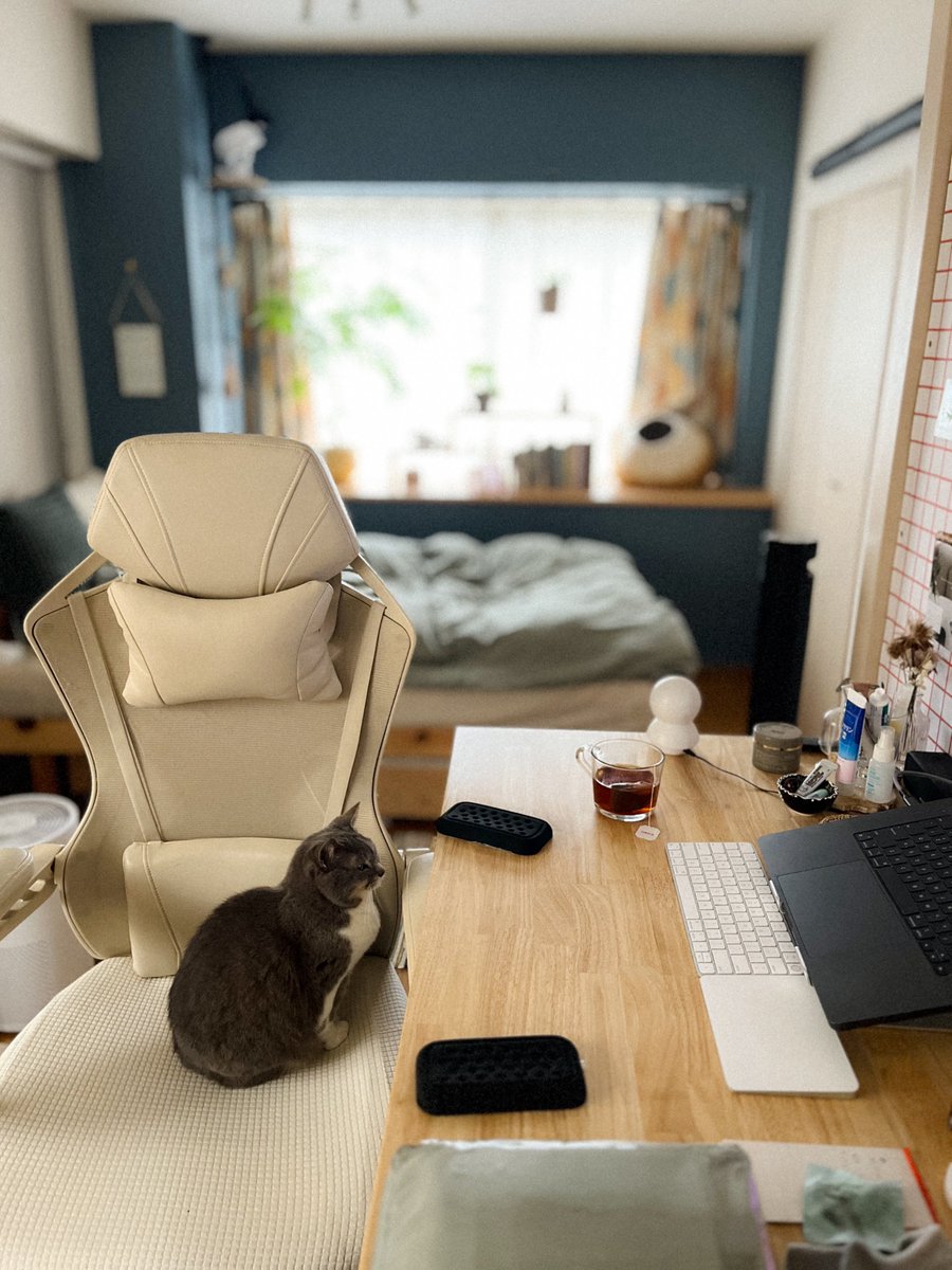 MEG THE CAT tweet media