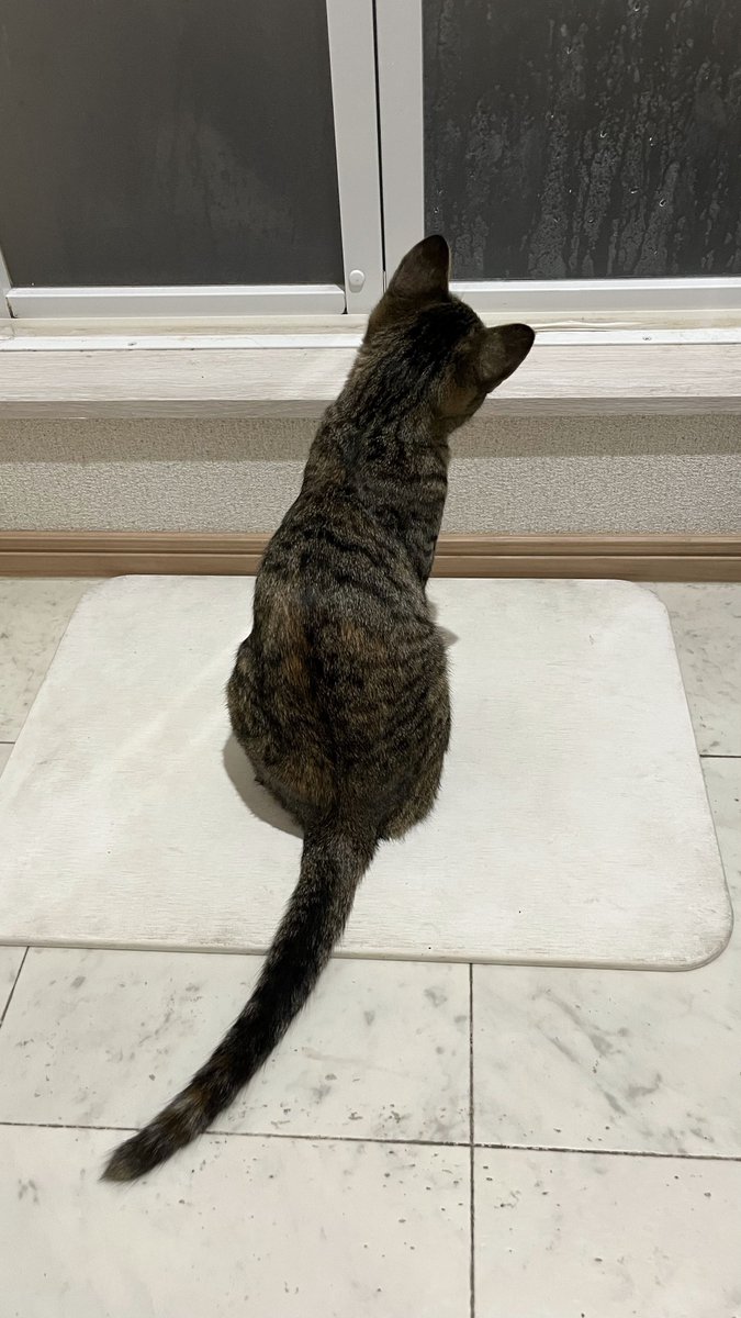 猫のシュピさん tweet media