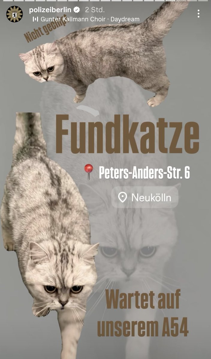 LironeQueen's tweet photo. ++ #Fundkatze ++

in #Berlin #Neukölln am 30.04.26
Befindet sich auf dem Berliner Polizei Abschnitt 54.

Original-Post auf Instagram via Polizei Berlin https://t.co/dWUCEYEpEj