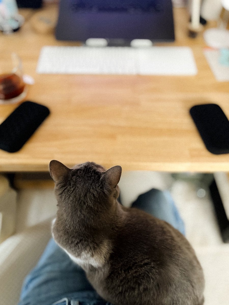 MEG THE CAT tweet media