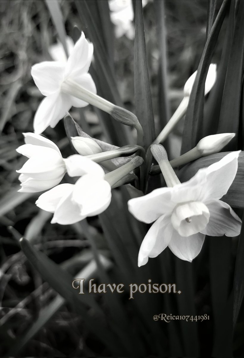 Reica107441981's tweet photo. Mystery
 
Purity

Rebirth

#languageofflowers

－－－・－　－・－・・

愛しい人

耐える愛

#SilverChimes https://t.co/mRoFBdREqM