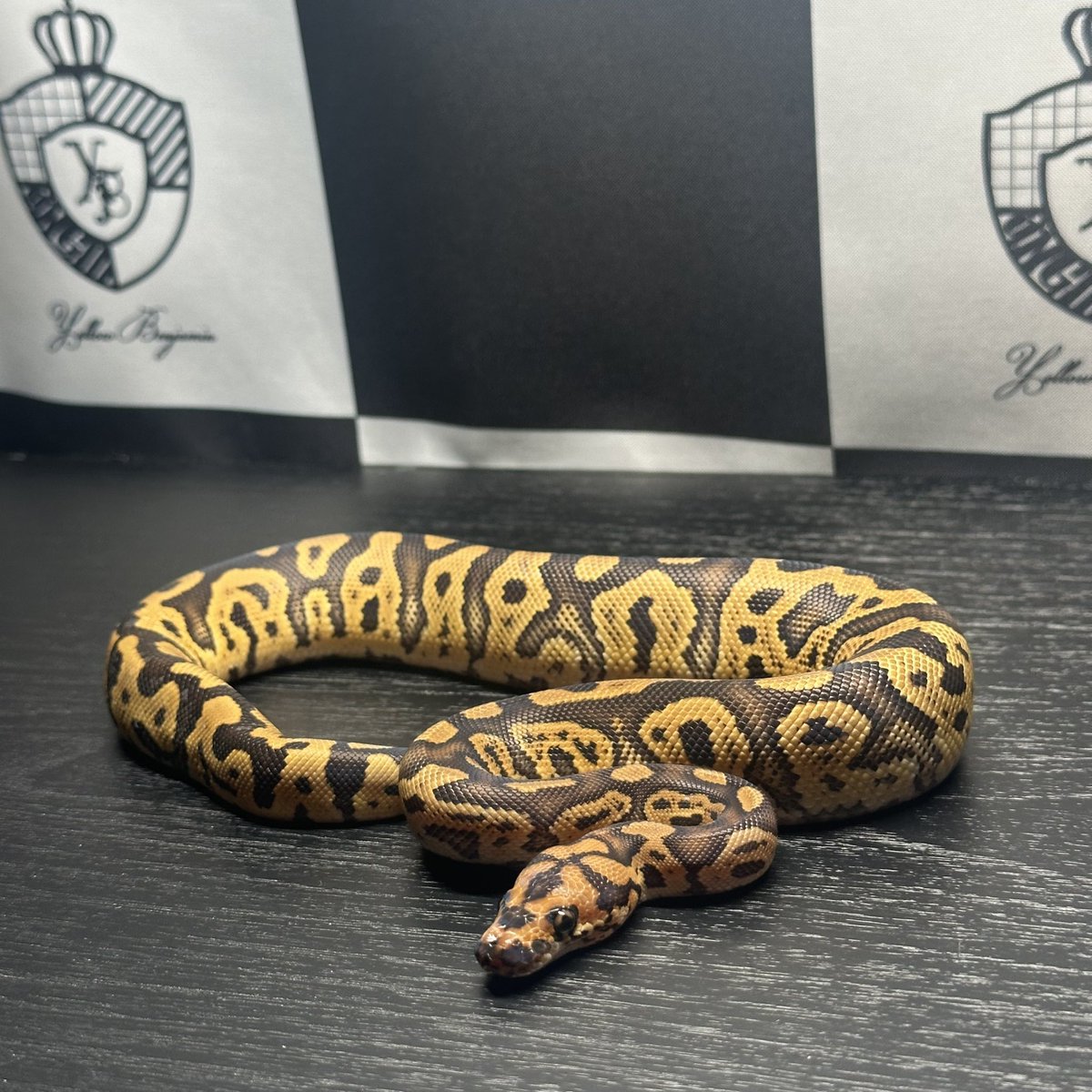 Yellow Benjamin
<a href="/Dnasty0014Y3l/">Yellow Benjamin</a> 

販売個体紹介

1.0 Confusion Clown 
¥150,000

Yellow Benjamin staff しゅん座
<a href="/chefqanaguma/">Yellow Benjamin しゅん座</a> 
お問い合わせはDMにて
このアカウントにお願いします。

#YBCB
#YellowBenjamin