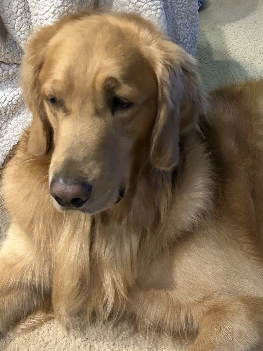 Baxter&Bailey&Beignet tweet media