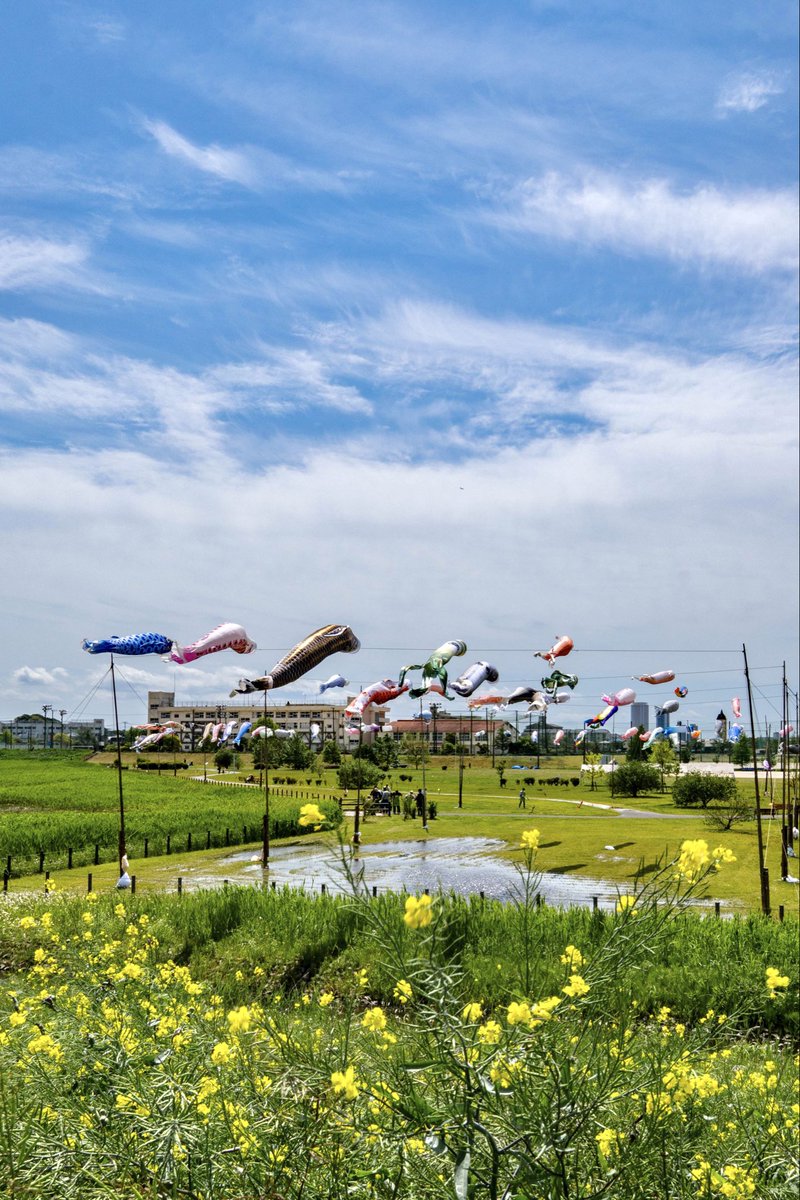 yaorin_Actually's tweet photo. 国分川鯉のぼりフェスティバル開催中❗️（写真は国分川調節池周辺）。開催前でも泳いでいると聞き、青空がのぞいた4月28日に撮りに行きました。次の晴れは5／2になりそうですね☀️ https://t.co/wEGaBtHNQN