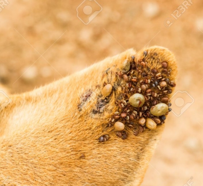 the_thomsom's tweet photo. Fun fact: para la cosa rara que tiene pendrive en las ojeras, se baso o se dio la idea de que son garrapatas en las ojeras, casi similar a los de un perro.
Así que no está tan alejado de la realidad https://t.co/AK3ILfrlT8