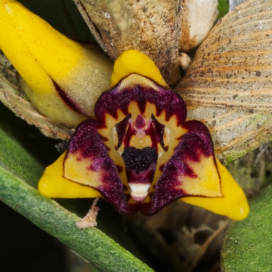 1/ I had a spectacular showing recently of several of my plants of this undescribed ​Bulbophyllum species from section Oxysepala*. This limply pendulous growing epiphyte is found in the lower montane forest of New Guinea (1600-1900m). Plants root at the base and new pseudobulbs,