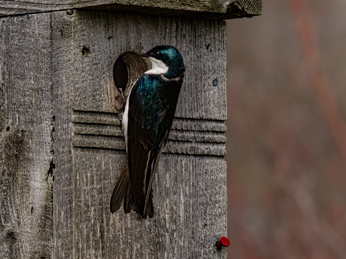 #SeasonOfHappiness Tree Swallow at Tommy Thompson Park on the Leslie Spit.