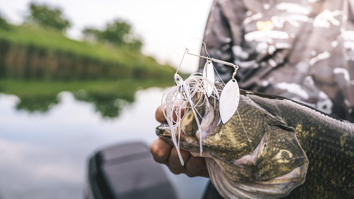 The Buckeye Lures Select Spinnerbait is a masterclass in attention to detail. From the hand-tied skirts to the scale-patterned blades, every inch of this bait is engineered to vibrate, shimmer, and trigger big-water strikes. 

#buckeyelures #buckeye #selectseries
