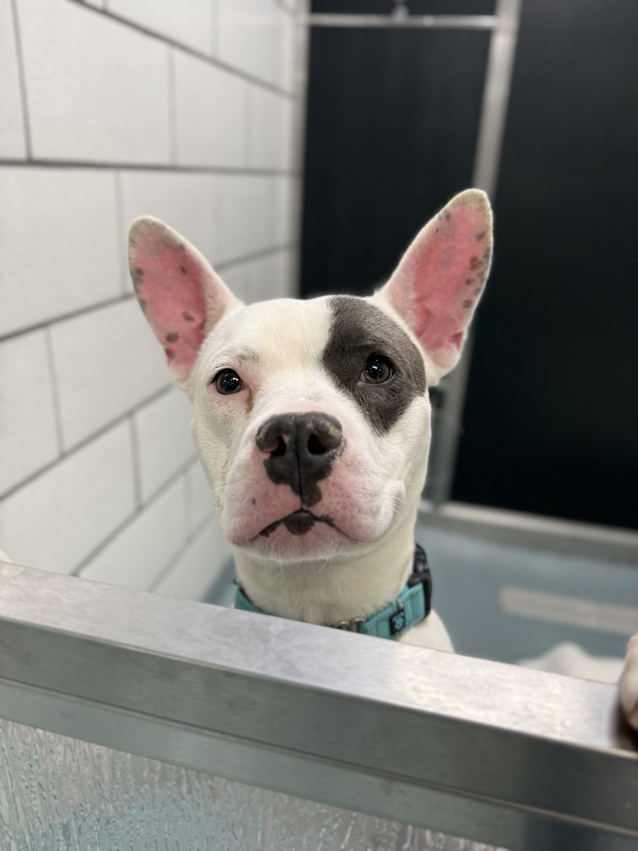 Erie County SPCA, NY tweet media