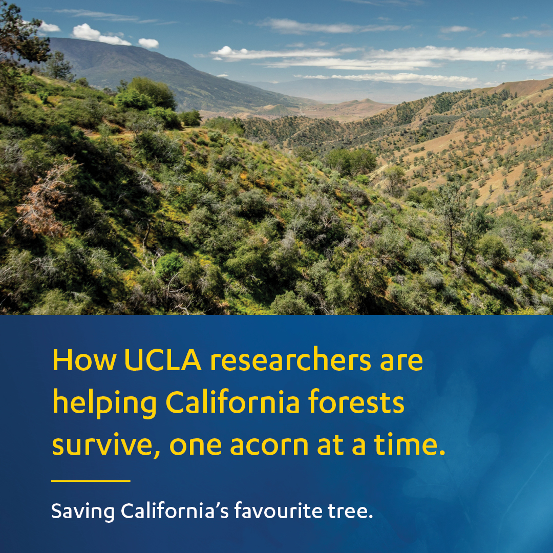 UCLA tweet media