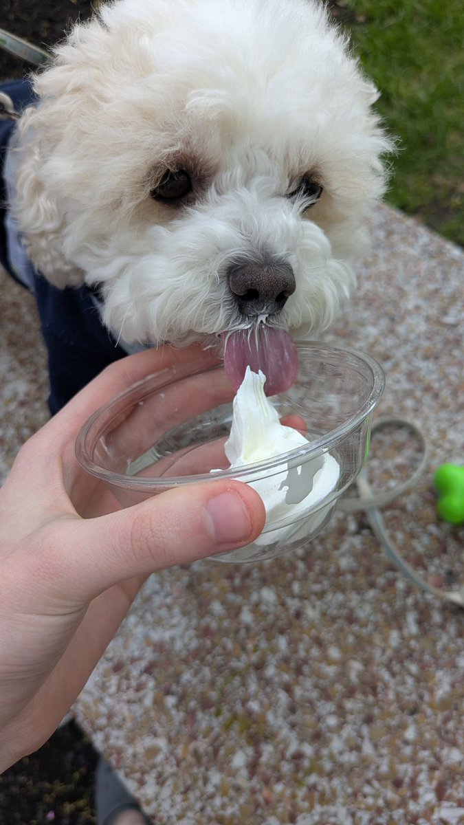 Daisy The Cavapoo tweet media