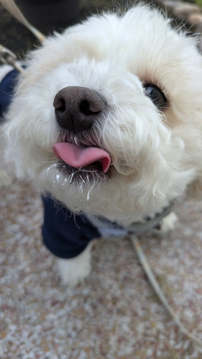 Daisy The Cavapoo tweet media