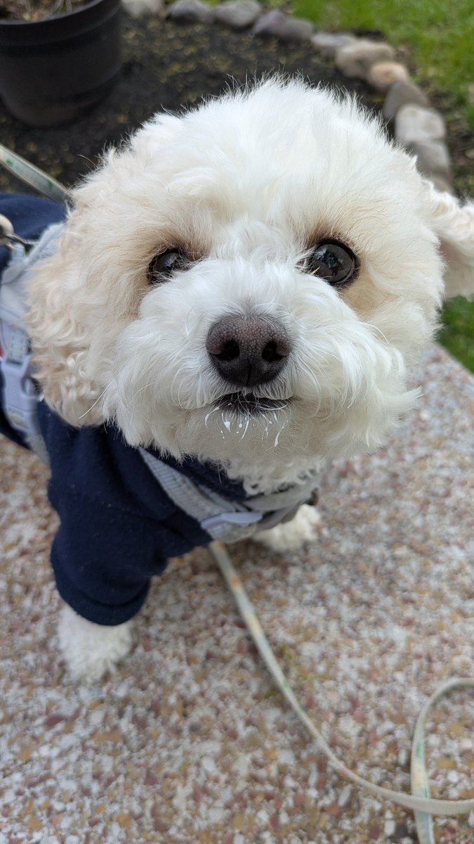 Daisy The Cavapoo tweet media