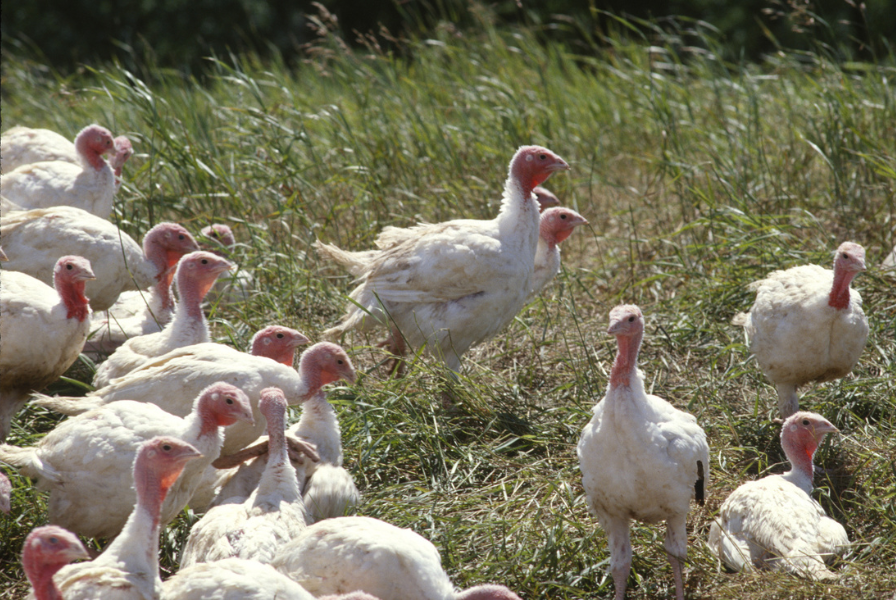 UMNresearch's tweet photo. The College of Veterinary Medicine was recently awarded four major grants totaling nearly $5.5 million through the USDA’s HPAI (highly pathogenic avian influenza) Poultry Innovation Grand Challenge. Read the full story: https://t.co/6Q2ILQyuRt https://t.co/D12TCcPFeV