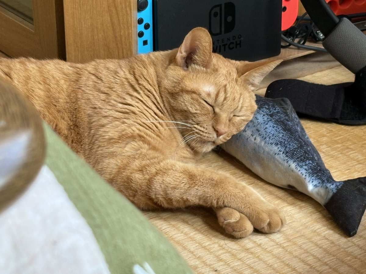 田中よーちん tweet media