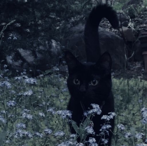 𖤐𝐂𝐫𝐞𝐚𝐭𝐮𝐫𝐞 𝟐.𝟎𖤐 tweet media