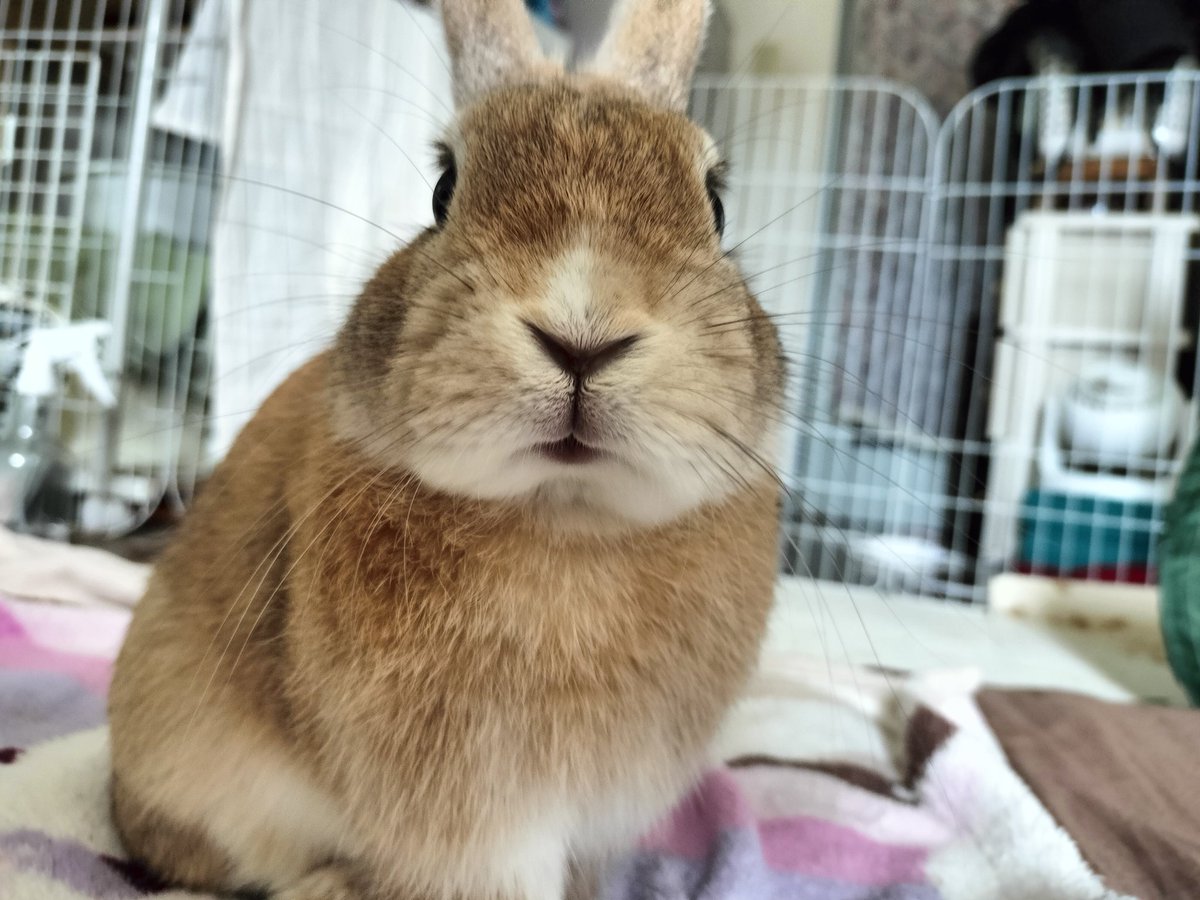 てんちゃん tweet media