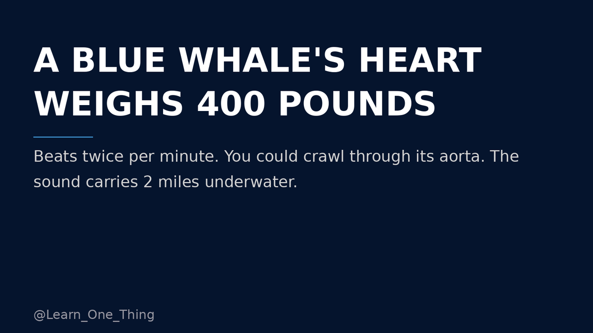 Learn_One_Thing's tweet photo. A blue whale's heart weighs 400 pounds.

It beats twice per minute.

You could literally crawl through its aorta.

The sound it produces carries 2 miles underwater.

The ocean contains things that shouldn't be possible. https://t.co/XGXKTsnKSR