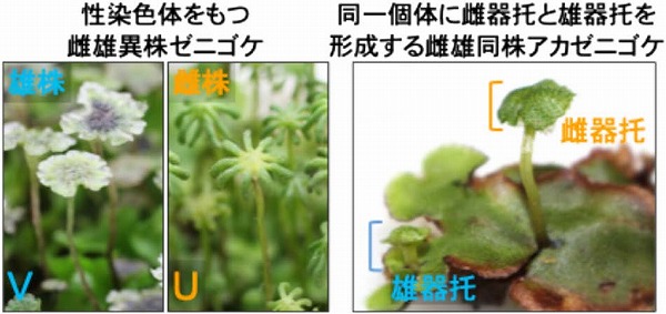 日本農芸化学会「化学と生物」オンライン tweet media