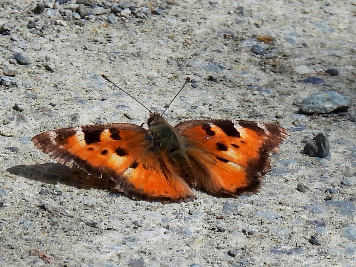 Look at this gorgeous thing! So pretty! <a href="/inaturalist/">iNaturalist</a> says it’s a California Tortoiseshell 🥰❤️ Fraser river valley BC 🇨🇦