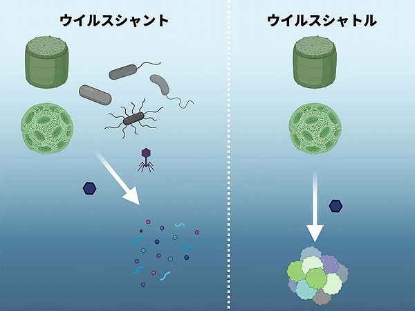 日本農芸化学会「化学と生物」オンライン tweet media