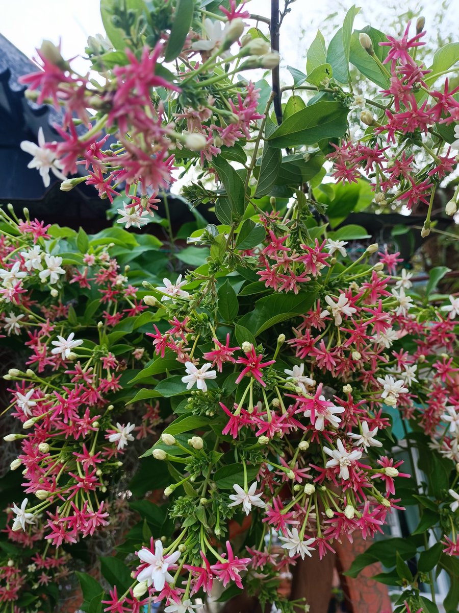 จะมุมไหน...เธอก็สวย
สวัสดีเช้าวันหยุดค่ะ....ทุกคน 😊☕🌷