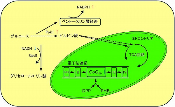 日本農芸化学会「化学と生物」オンライン tweet media