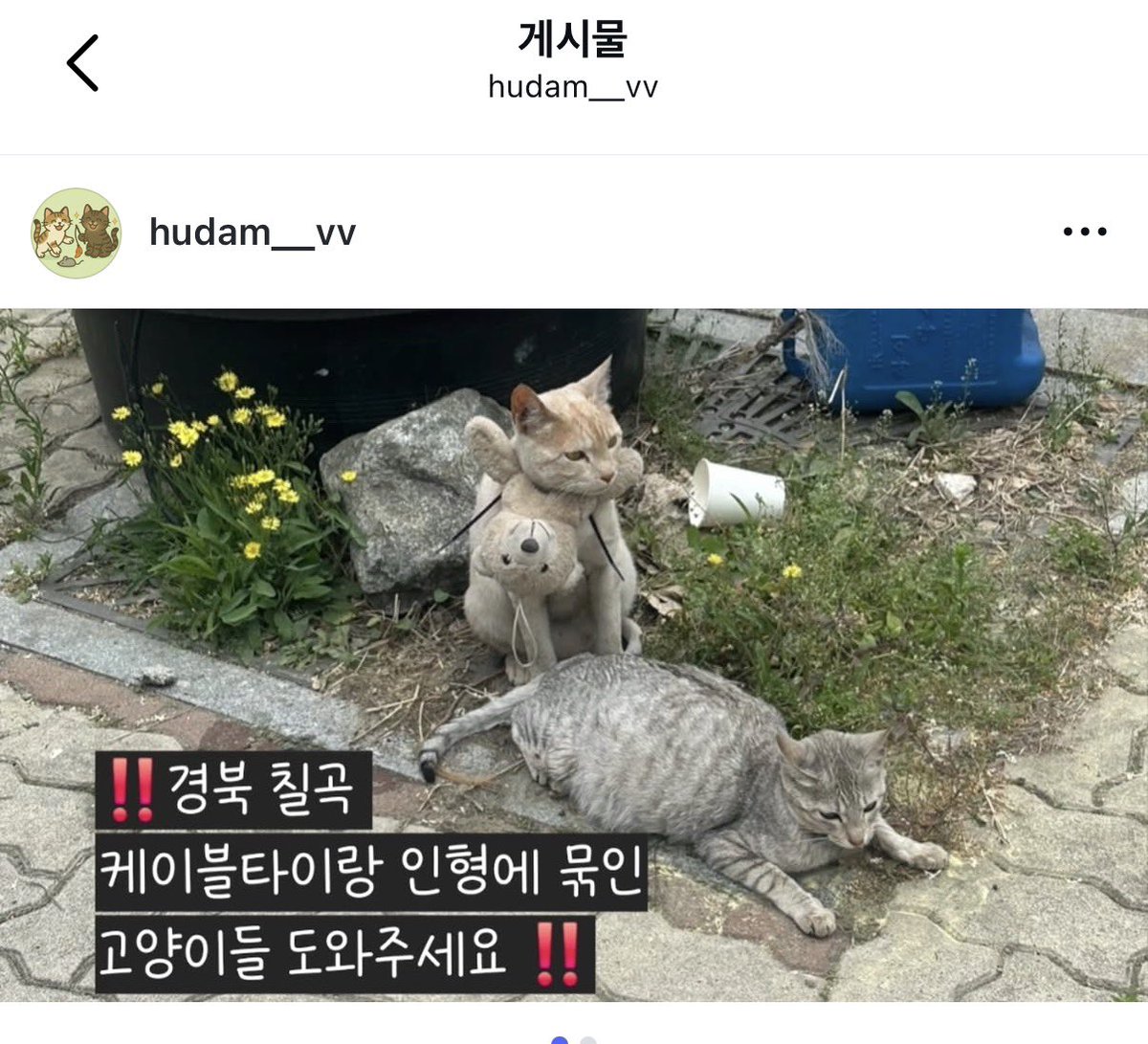 째앙금 tweet media