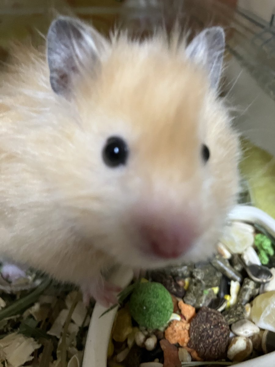 𝓐𝓛𝓣𝓞🐰❂𝓡𝓲𝓭𝓲𝓵𝓵 tweet media