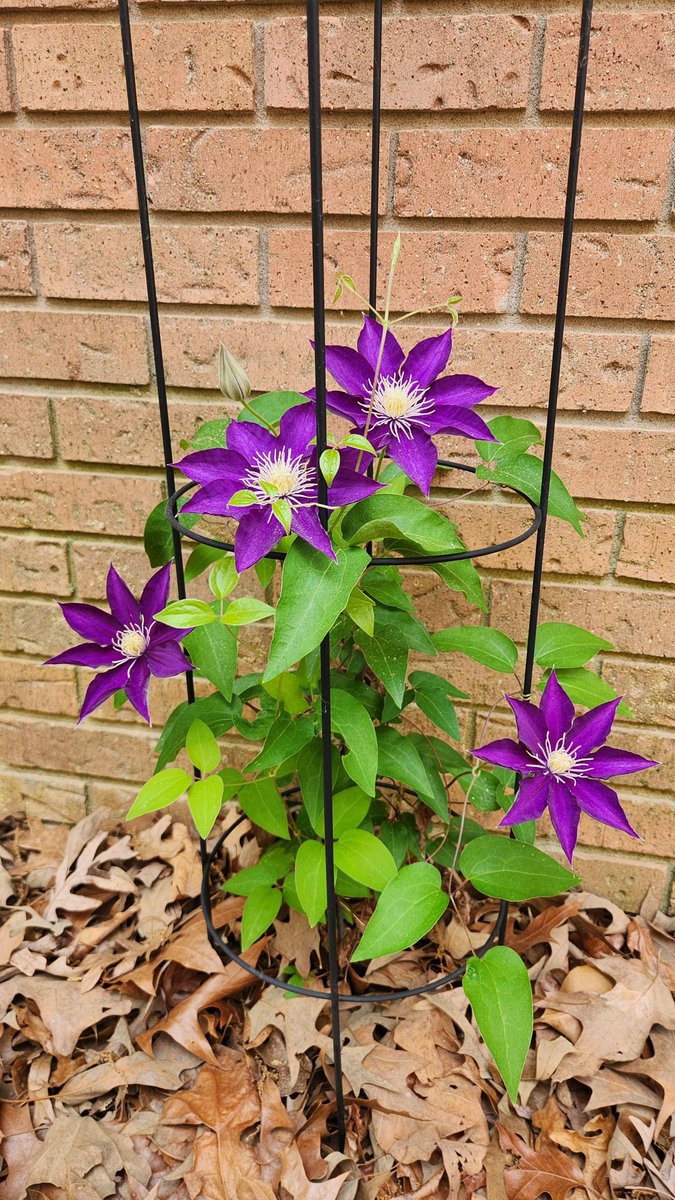 SandraW4553's tweet image. More blooms!
#NatureLovers #Recharge