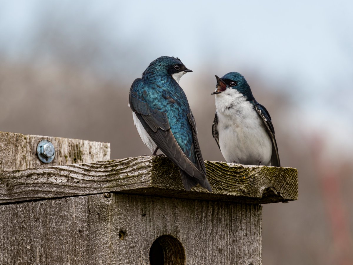#SeasonOfHappiness Tree Swallows talking Toronto housing options at Tommy Thompson Park on the Leslie Spit.