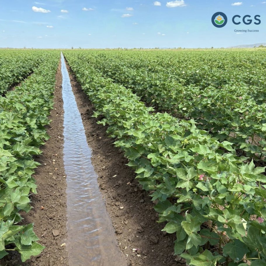 cgs_aust's tweet photo. While cotton picking wraps up on the east coast, irrigation is in full swing for CGS Kununurra growers 💧

This @csd_cotton 606B3F crop is bouncing back after early season water logging from high rainfall and is now thriving under irrigation. Low pest numbers have meant limited in crop applications up until this point