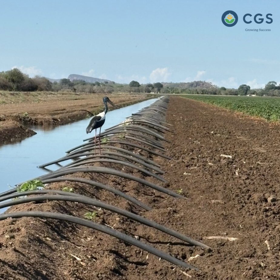 cgs_aust's tweet photo. While cotton picking wraps up on the east coast, irrigation is in full swing for CGS Kununurra growers 💧

This @csd_cotton 606B3F crop is bouncing back after early season water logging from high rainfall and is now thriving under irrigation. Low pest numbers have meant limited in crop applications up until this point
