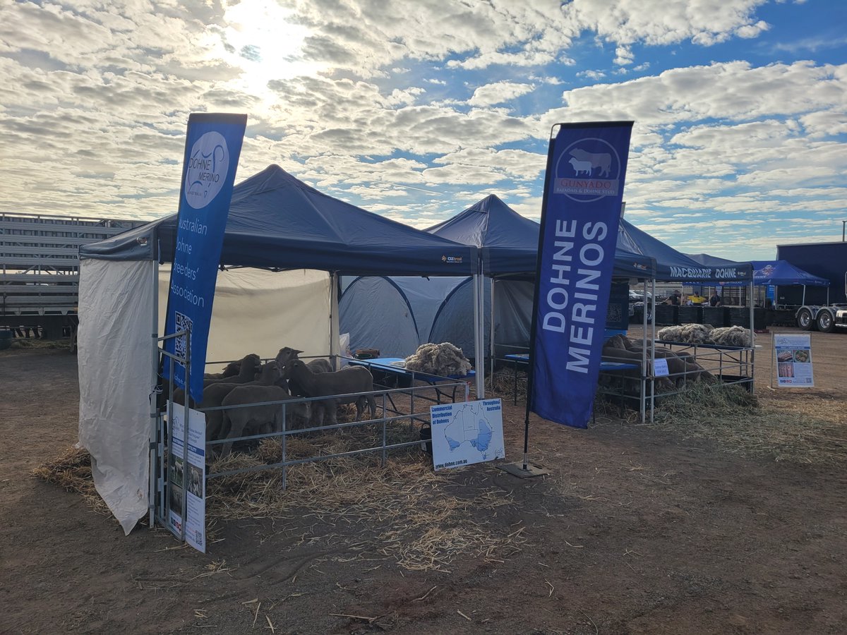 Dohne Australia tweet media