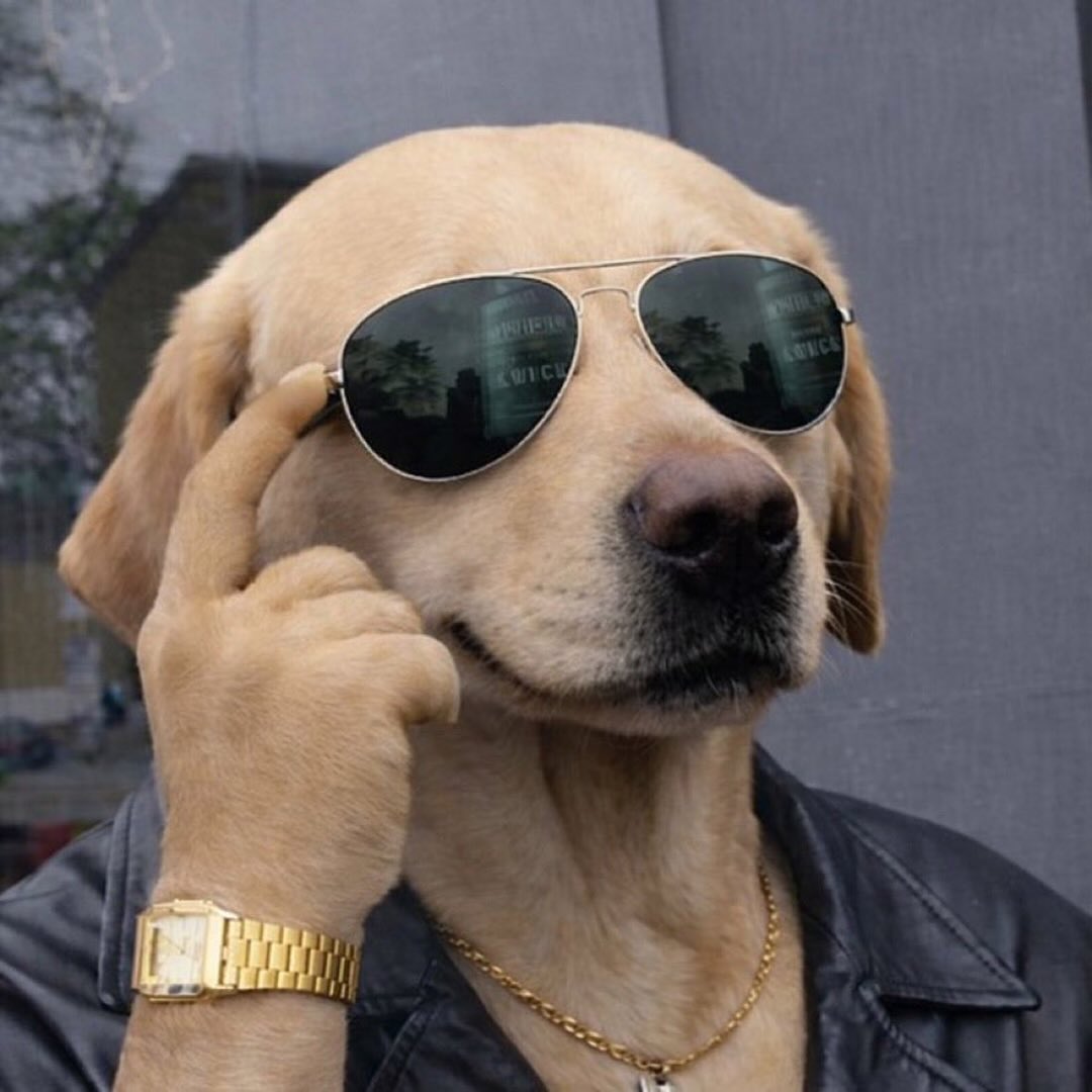 The Crypto Dog Meme Official tweet media