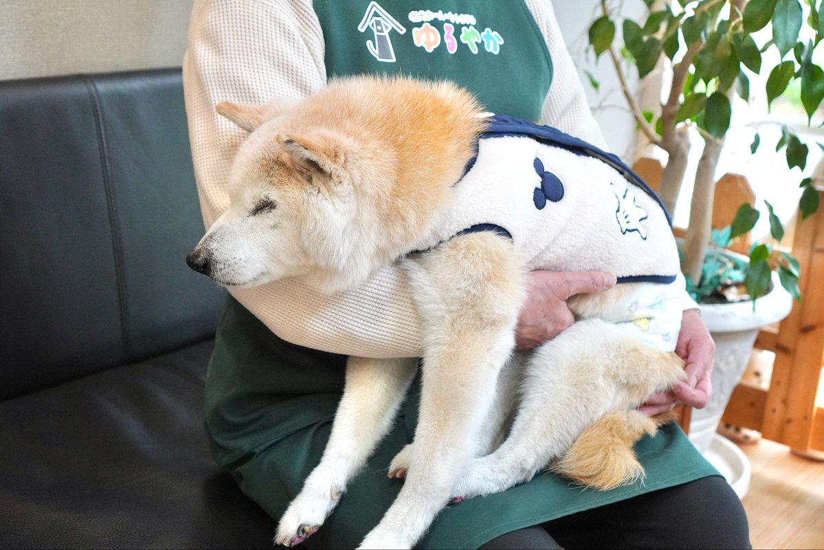 【18才柴犬うーちゃんのしあわせ散歩】老犬ホーム・ペットホテル ゆるやか tweet media