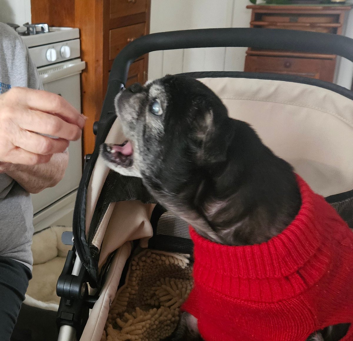 MisterPemberto1's tweet image. Nothing better than sharing liverwurst sandwiches with Gramma!💙💙💙 don't tell Mom😏🤭 #puglife #pugs #pugsoftwitter #dogsoftwitter #dogsofx #tripawd #seniordogs #seniorpugs #mainedogs