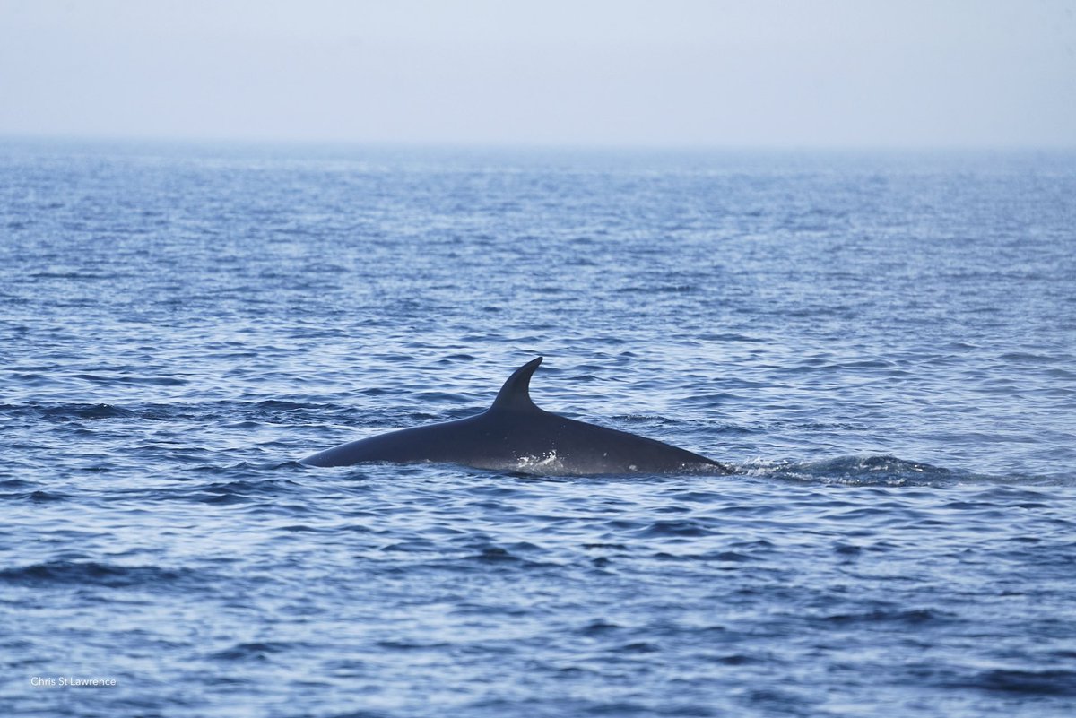 chrisstIawrence's tweet photo. sei whales are so magical. like look at that dorsal fin https://t.co/RSR8zjojgc