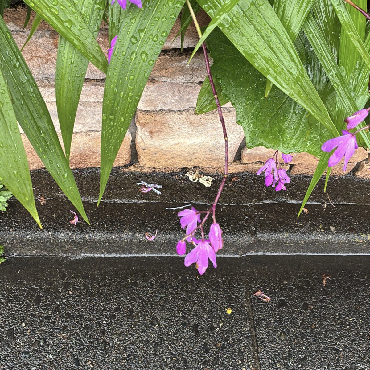 おはようございます。

そろそろ雨も上がるかな、、、

今日もよろしくお願いします。

皆さんよい金曜日を