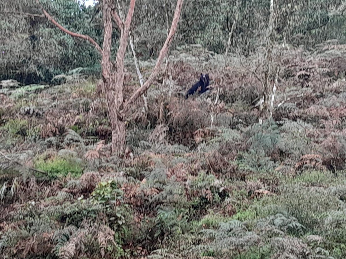 CaracolRadioTun's tweet image. #Ambiente | Las autoridades de La Capilla, #Boyacá, activaron recomendaciones tras el avistamiento de un Oso Andino en la vereda Camagoa, sector El Retiro. 
El alcalde Álvaro Rojas pidió evitar acercamientos al animal y reportar nuevos avistamientos a las autoridades ambientales.