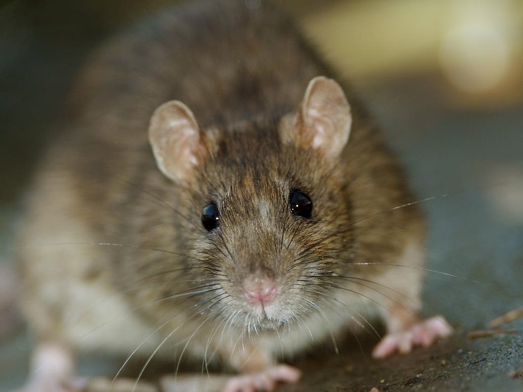 Maximum Pest Control Services tweet media