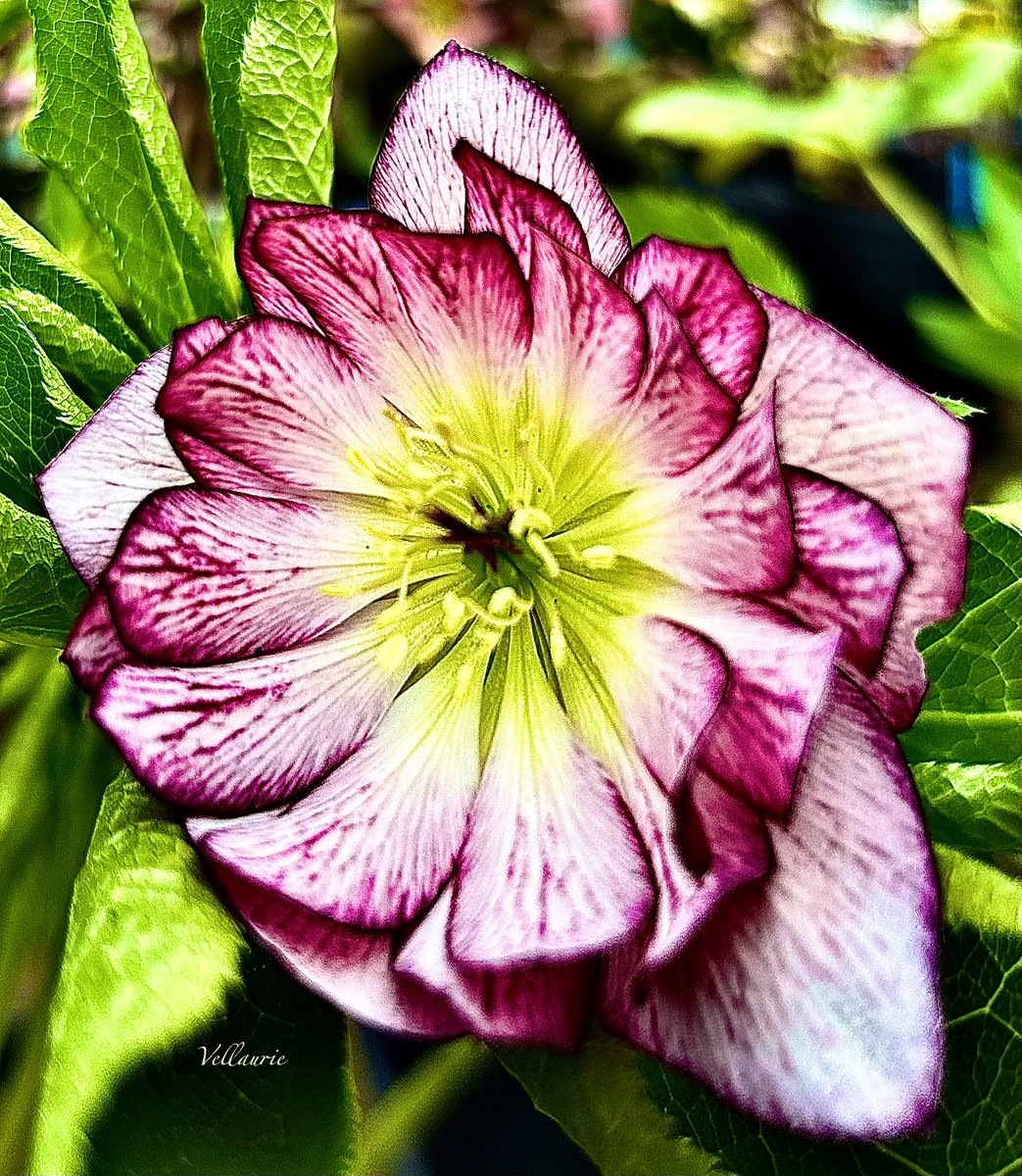 VijayEllaurie's tweet image. Show me your spring flowers 🌸
Spring always feels like hope returning.
Mine: Hellebores

#SpringFlowers #Photography