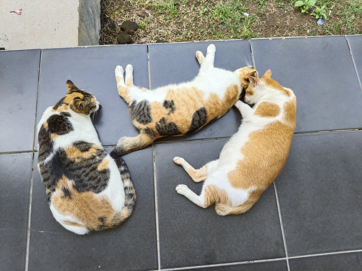 Mamak Panti Meong tweet media