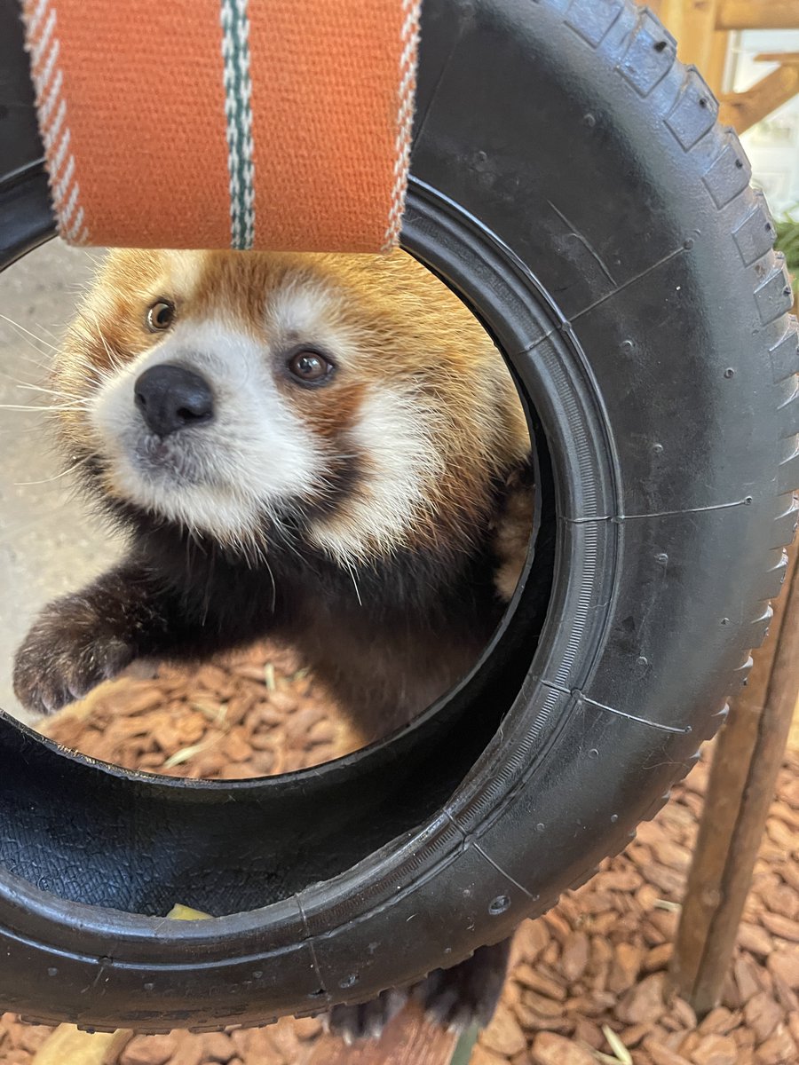 鯖江市西山動物園 tweet media