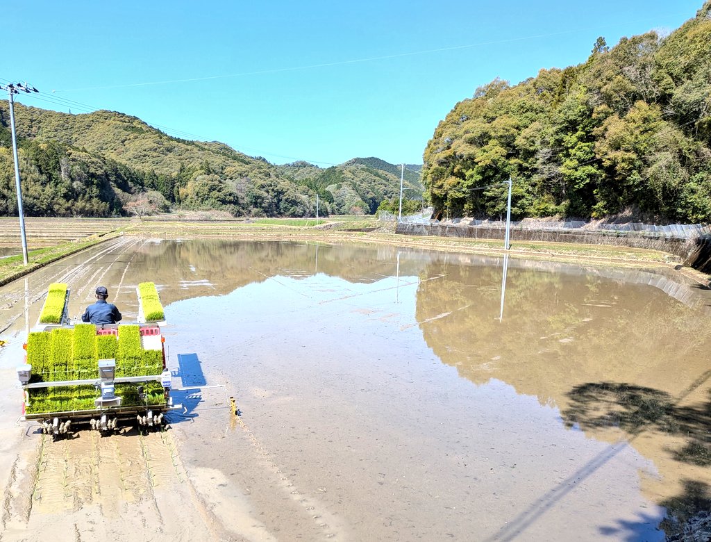 APEXLIFELINE7's tweet photo. シルク米、令和8年産の新米予約を開始します🌾

自分が販売を初めてから毎年完売してるので少しずつ人気が定着してきたので嬉しいです

↓のURLから注文可能です
https://t.co/SNFH6aXz1K

＃高知県産コシヒカリ https://t.co/Xc8sh60LqE