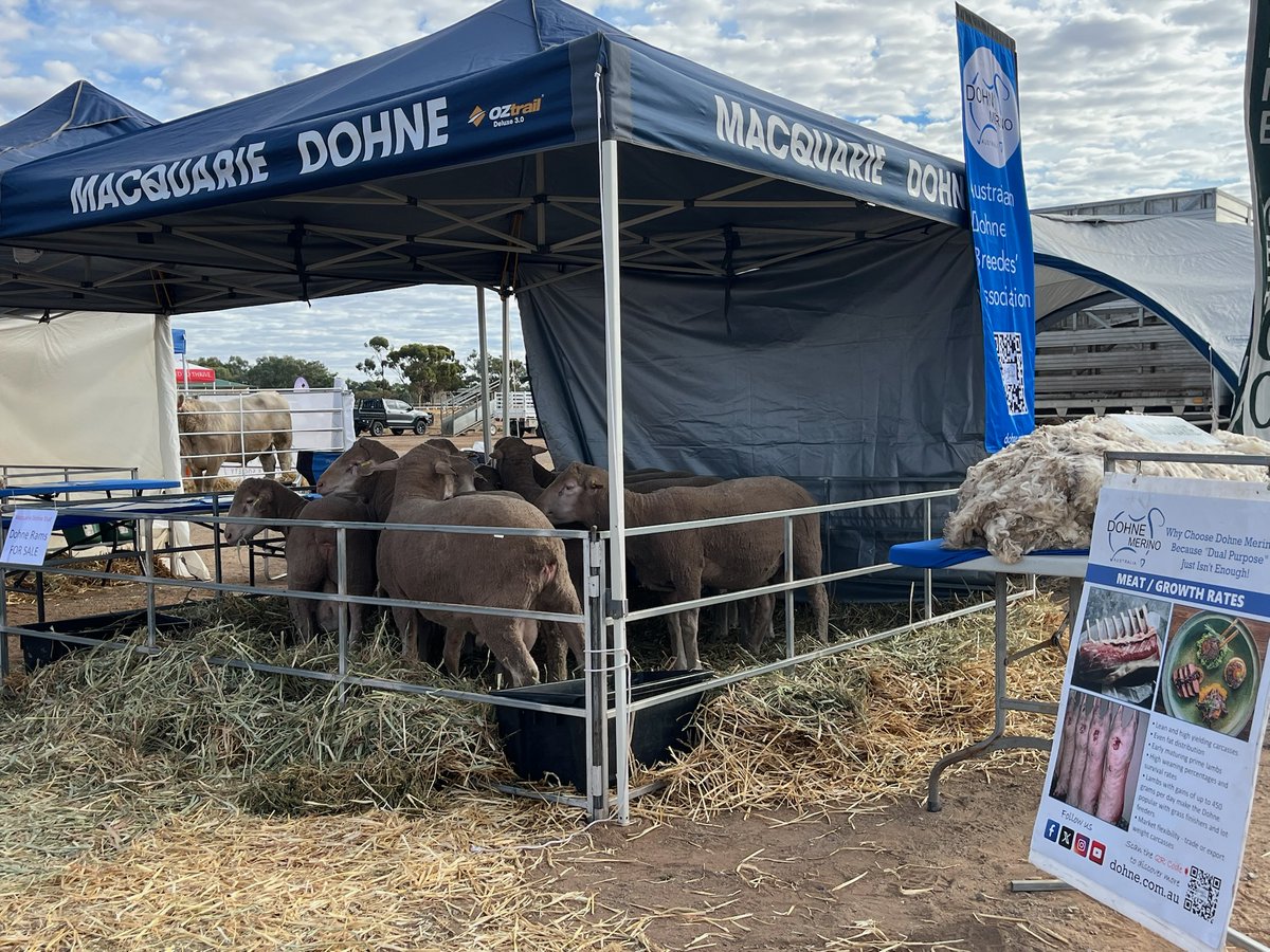 Macquarie Dohne Stud tweet media