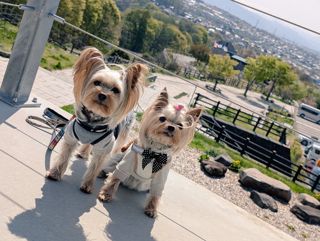 coco_joie's tweet photo. 小諸でのキャンプ⛺️⭐
キャンプ⛺️大好きなジョワ&amp;ココ🐶🐶

#ヨークシャテリア
#ヨーキー
#多頭
#ワンコとキャンプ⛺️ https://t.co/qPOn4n6e7V